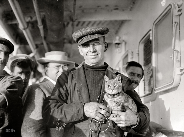 軍艦に乗る猫の歴史的写真