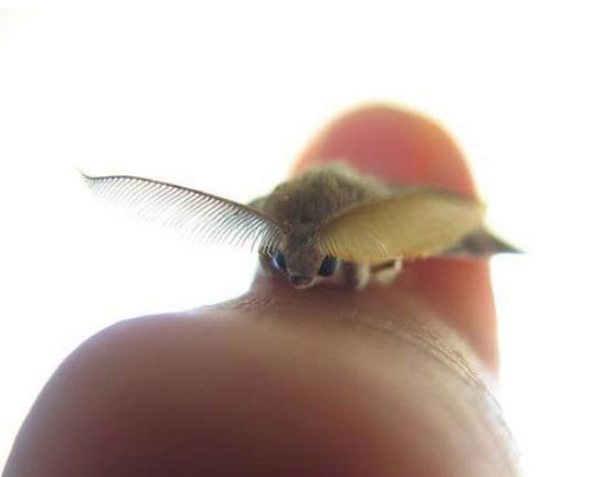 手乗り動物や虫たちが可愛い写真