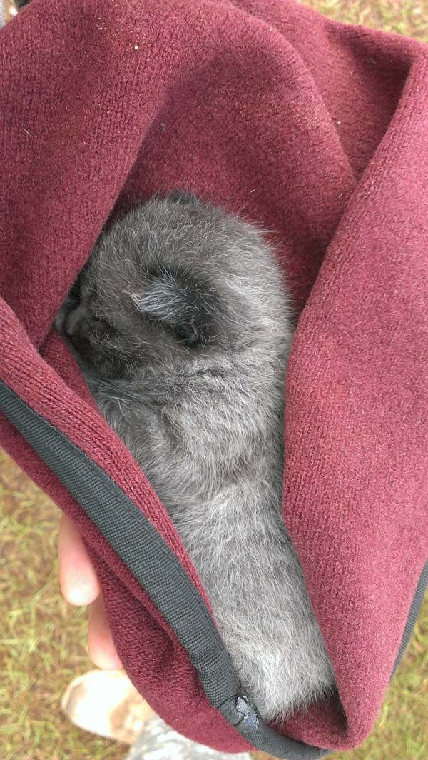 アメリカ陸軍の熱い救出任務が話題になる写真