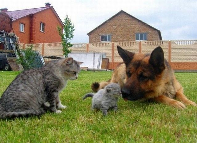 癒しの動物たちの写真