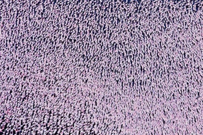 フラミンゴが大群すぎてワロタｗｗｗ写真