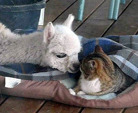 仲良しすぎるアルパカと猫が可愛すぎる写真