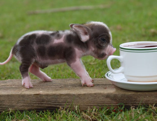ティーカップの豚の赤ちゃんの写真