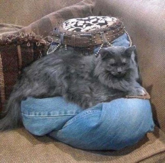 猫のために設計されたインテリアや小物が可愛い写真