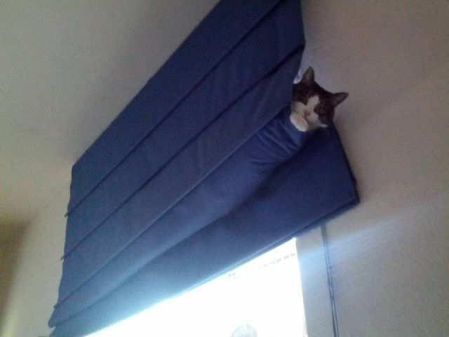 猫や犬の視線を感じる画像