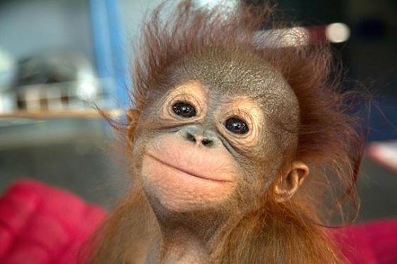 幸せそうに笑いすぎ！ニッコリ笑顔の動物たちの写真