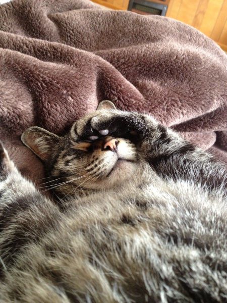 ちょっと可愛すぎる動物たちの写真