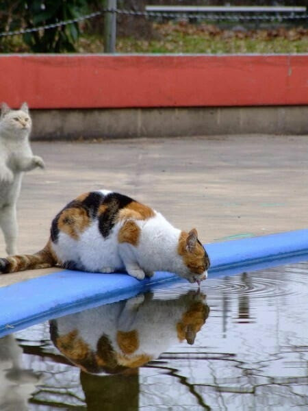 可愛すぎる猫たちの写真