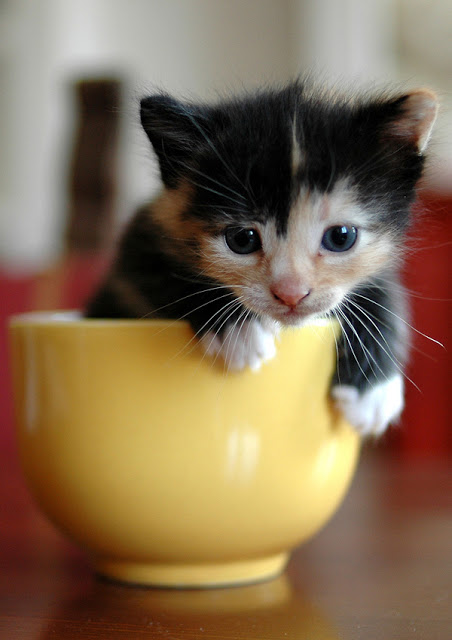 そのまま飲み干したくなるカップ入り動物の写真