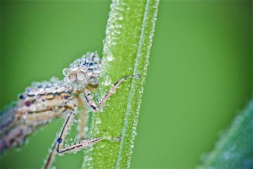 キラキラと輝くトンボの写真