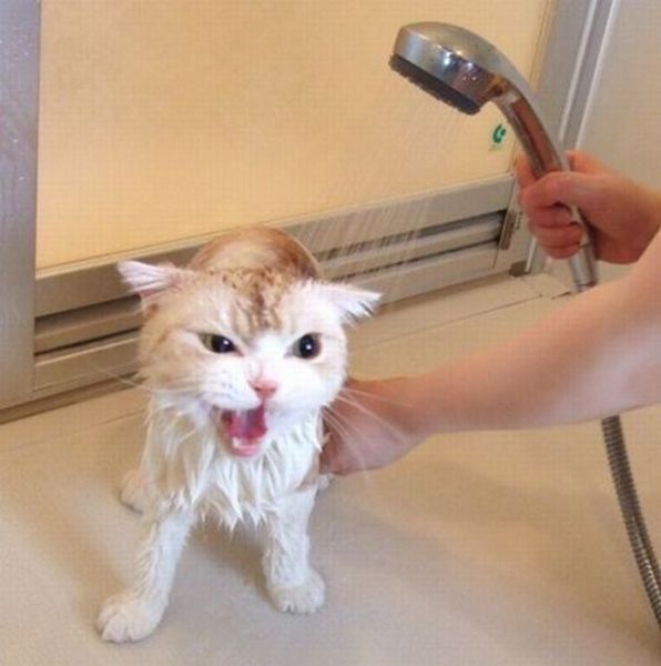 ちょっと可愛すぎる動物たちの写真