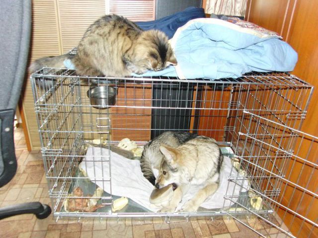 もう可愛すぎて何と言って良いのか分からない動物