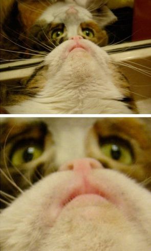 かわいい愛猫を「ヒゲ」にして遊ぶ人々の写真