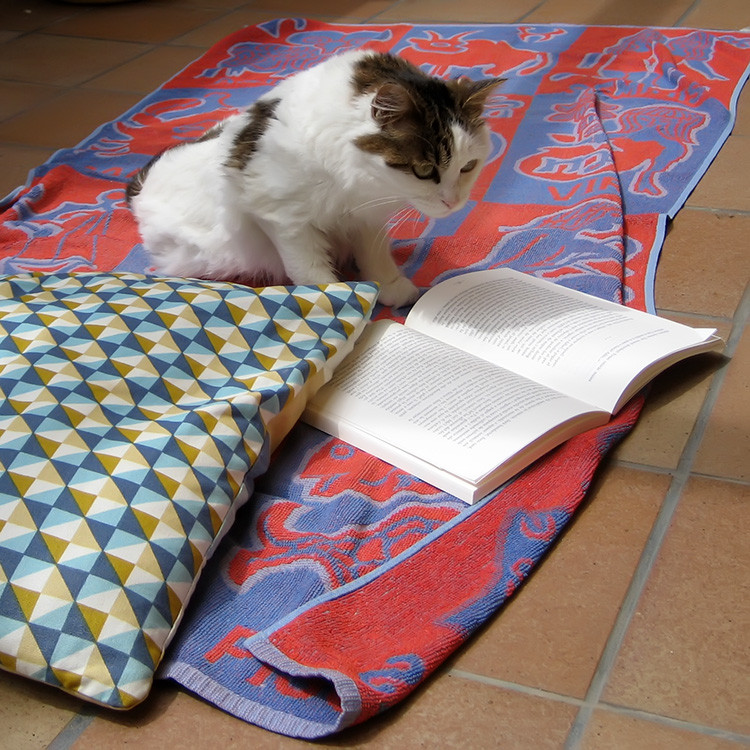 本当に可愛い猫の写真