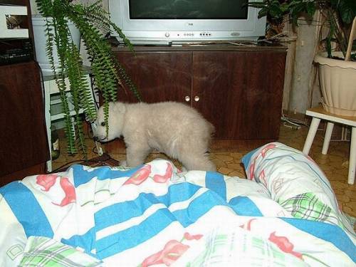ホッキョクグマの赤ちゃん