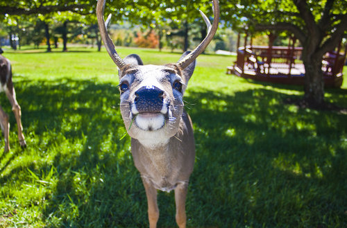 正面ドアップな動物たちの写真