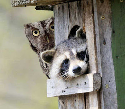 違う種類の動物が仲よくしている可愛い写真