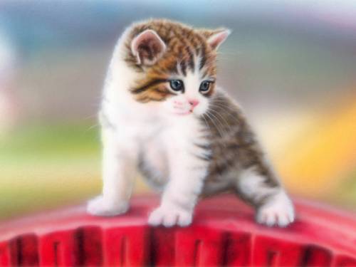 子猫の可愛い赤ちゃん