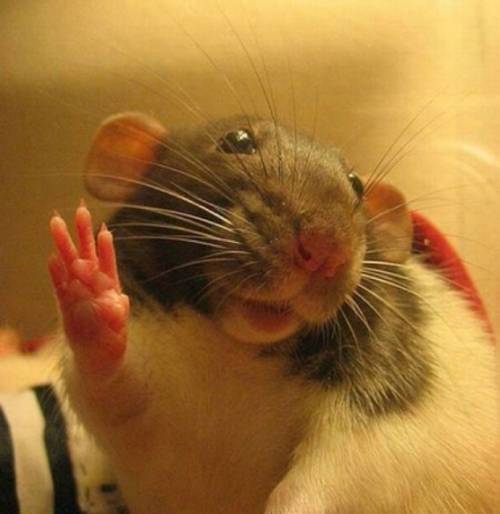かわいい動物たちが手を振って「バイバイ」の動作する写真