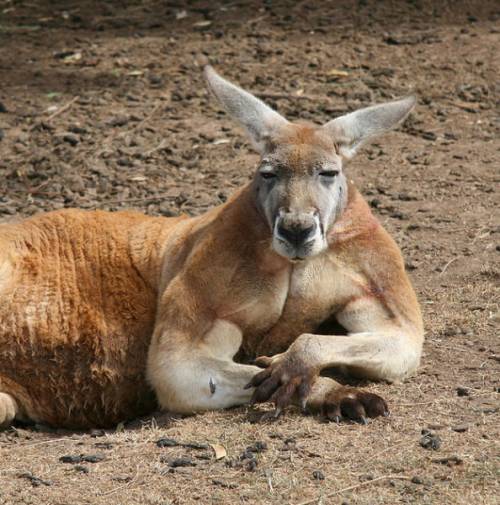 マジで馬鹿にできないカンガルーのパワー写真