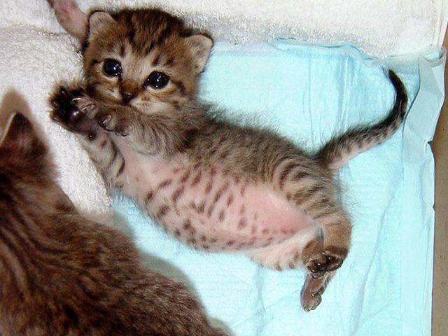 本当に可愛い猫の写真