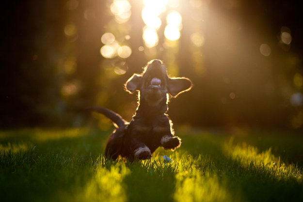幸せそうな犬の笑顔