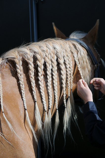 お前らよりもサラサラヘアの馬の写真