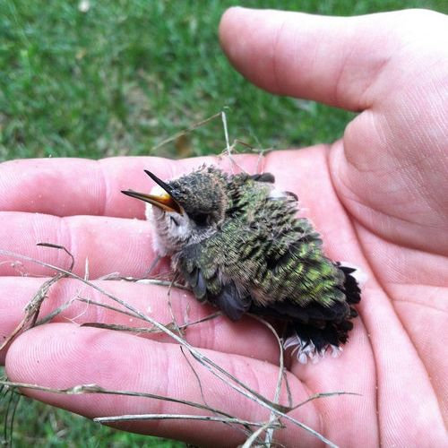 本当にキュンとする！動物の赤ちゃんたちの写真