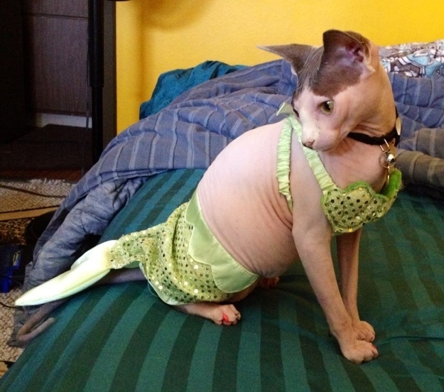 とにかく魅力的な猫の写真