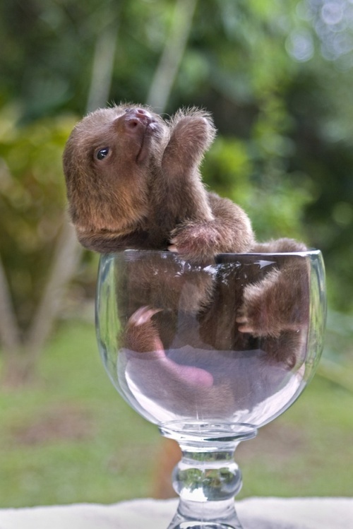 そのまま飲み干したくなるカップ入り動物の写真