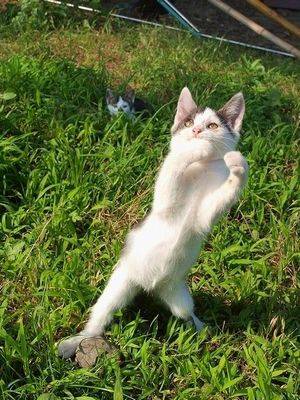 犬や猫が立ち上がっている可愛い写真