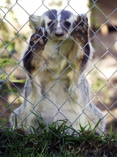かわいい動物たちが手を振って「バイバイ」の動作する写真