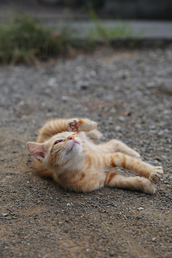 本当に可愛い猫の写真