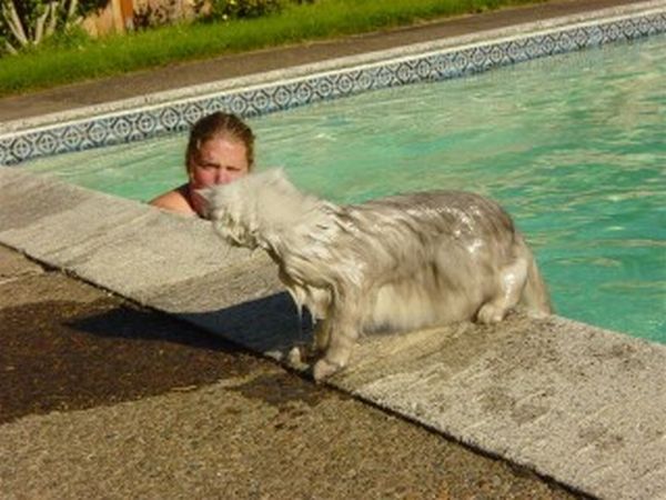 猫は水が苦手は嘘？？水泳を楽しんでいるかもしれない可愛い猫達の写真