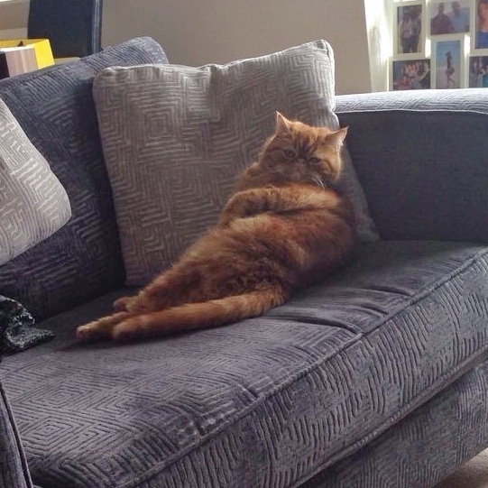 とにかく魅力的な猫の写真