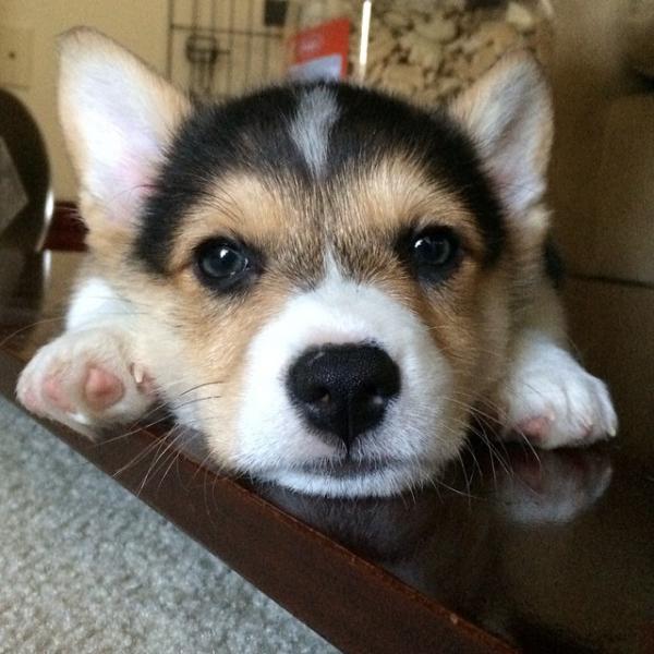 コーギー犬が本当に可愛すぎる写真