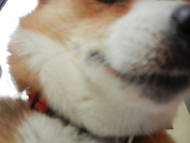 コーギーは幸せそうでかわいいよねと思う写真
