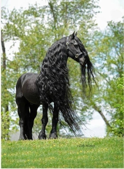 お前らよりもサラサラヘアの馬の写真