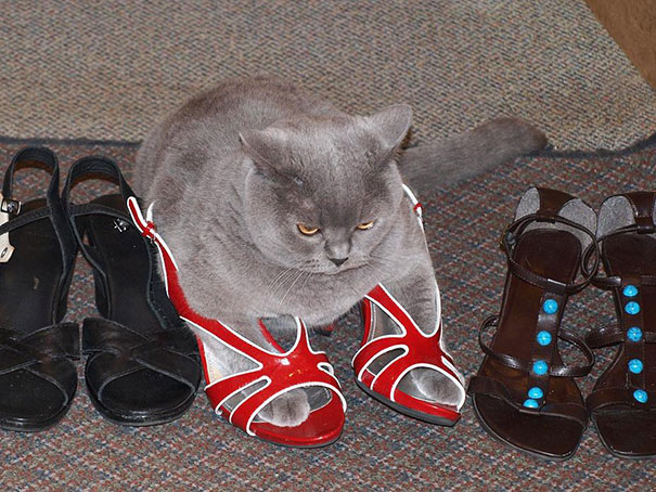 どんな隙間にもフィットしてしまう猫の写真