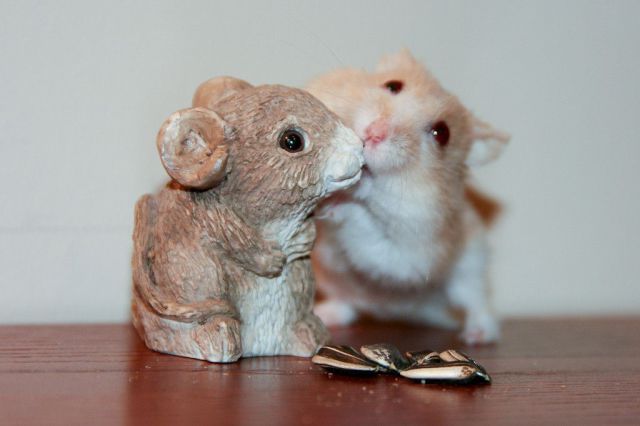 癒しの可愛い動物の画像