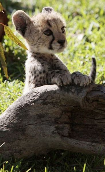 たまらないほど可愛い動物の写真