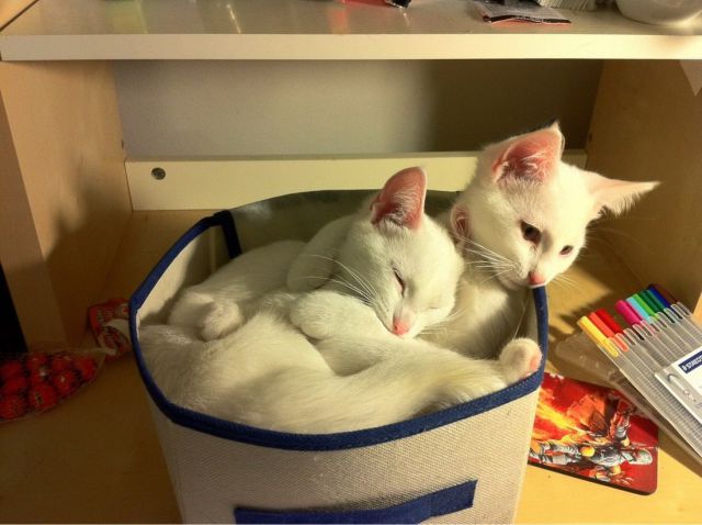 もう可愛すぎて何と言って良いのか分からない動物