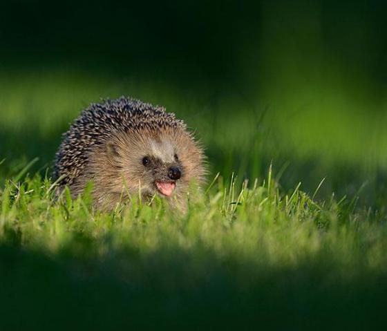 幸せそうに笑いすぎ！ニッコリ笑顔の動物たちの写真