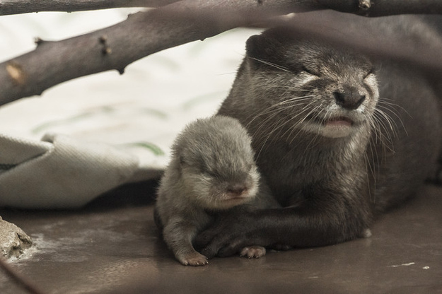 かわうそ本当に可愛いね！写真