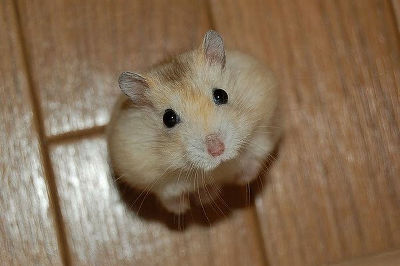 かわいい動物の赤ちゃんたちの写真いろいろ