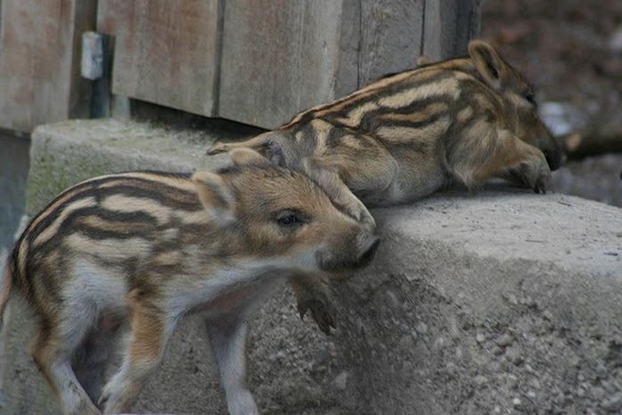 本当に可愛らしい動物の写真