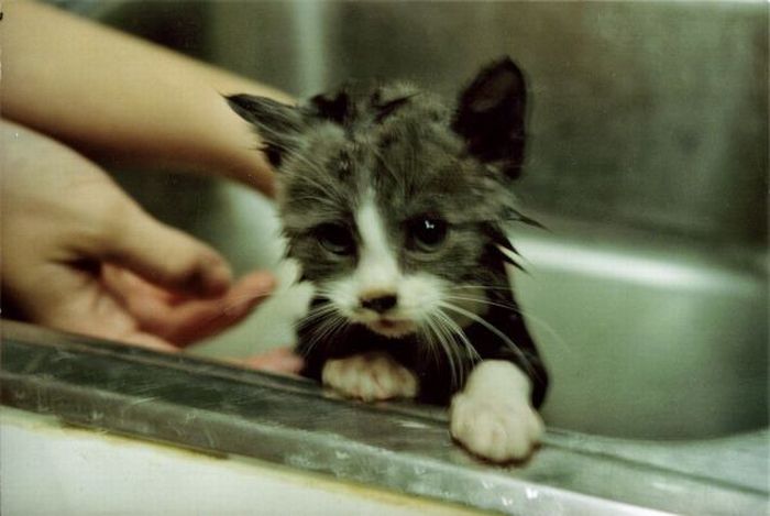 本当に可愛らしい動物の写真