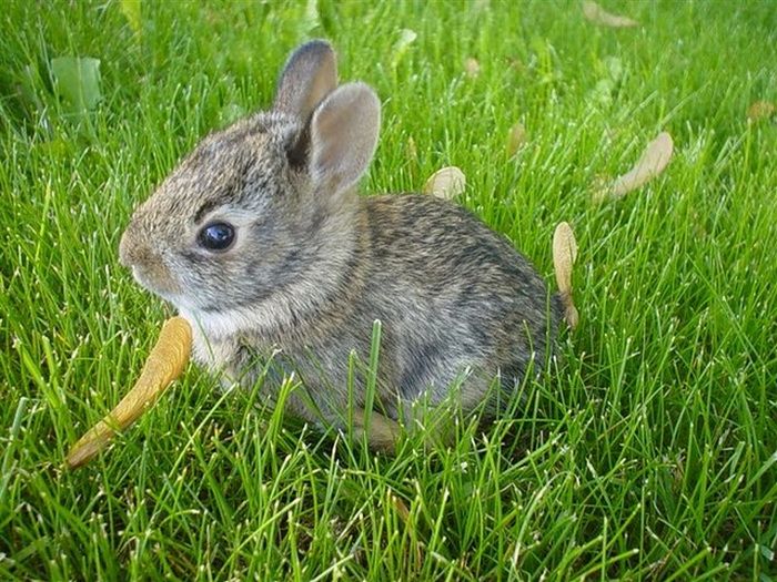 可愛すぎる動物の赤ちゃんの写真