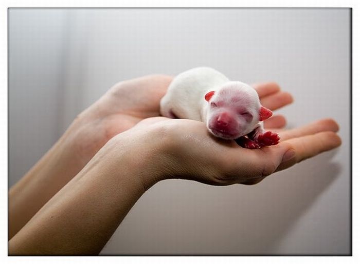 可愛すぎる動物の赤ちゃんの写真