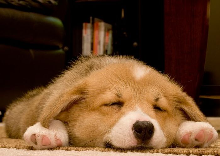 可愛すぎる動物の赤ちゃんの写真